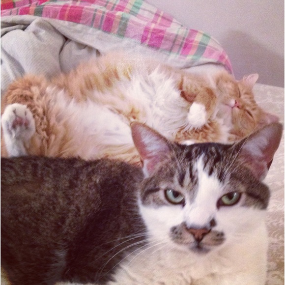 Hello! Meow! 🐾 - Picture 10 of 14